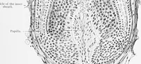 An illustration from Stöhr's histology, arranged upon an embryological basis (1906)