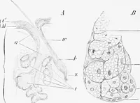 An illustration from Stöhr's histology, arranged upon an embryological basis (1906)