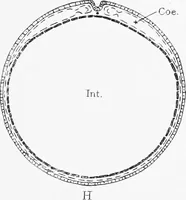 Picture 11 of 277 from Stöhr's histology, arranged upon an embryological basis (1906), leaf 34