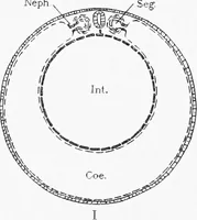 Picture 12 of 277 from Stöhr's histology, arranged upon an embryological basis (1906), leaf 34