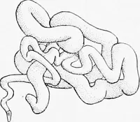 An illustration from Stöhr's histology, arranged upon an embryological basis (1906)