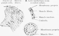 Picture 228 of 277 from Stöhr's histology, arranged upon an embryological basis (1906), leaf 340