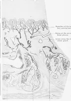 An illustration from Stöhr's histology, arranged upon an embryological basis (1906)