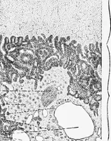 An illustration from Stöhr's histology, arranged upon an embryological basis (1906)