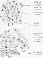 Picture 231 of 277 from Stöhr's histology, arranged upon an embryological basis (1906), leaf 348