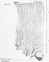Picture 232 of 277 from Stöhr's histology, arranged upon an embryological basis (1906), leaf 348