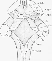 An illustration from Stöhr's histology, arranged upon an embryological basis (1906)