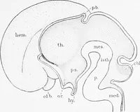 An illustration from Stöhr's histology, arranged upon an embryological basis (1906)
