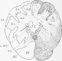 An illustration from Stöhr's histology, arranged upon an embryological basis (1906)