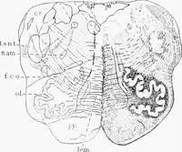 An illustration from Stöhr's histology, arranged upon an embryological basis (1906)