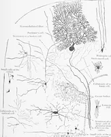 An illustration from Stöhr's histology, arranged upon an embryological basis (1906)