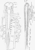 An illustration from Stöhr's histology, arranged upon an embryological basis (1906)