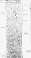 An illustration from Stöhr's histology, arranged upon an embryological basis (1906)