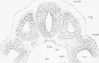 Picture 14 of 277 from Stöhr's histology, arranged upon an embryological basis (1906), leaf 37