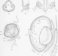 An illustration from Stöhr's histology, arranged upon an embryological basis (1906)