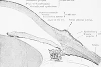Picture 248 of 277 from Stöhr's histology, arranged upon an embryological basis (1906), leaf 371