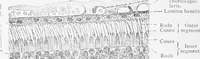 An illustration from Stöhr's histology, arranged upon an embryological basis (1906)