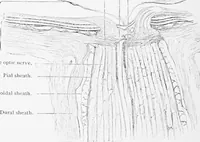 Picture 253 of 277 from Stöhr's histology, arranged upon an embryological basis (1906), leaf 379