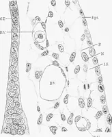 An illustration from Stöhr's histology, arranged upon an embryological basis (1906)