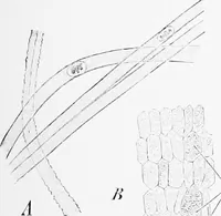 An illustration from Stöhr's histology, arranged upon an embryological basis (1906)