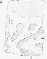 An illustration from Stöhr's histology, arranged upon an embryological basis (1906)
