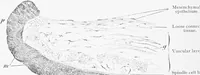 Picture 257 of 277 from Stöhr's histology, arranged upon an embryological basis (1906), leaf 383