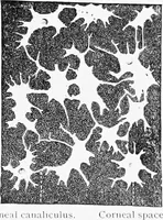 Picture 259 of 277 from Stöhr's histology, arranged upon an embryological basis (1906), leaf 385