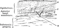 An illustration from Stöhr's histology, arranged upon an embryological basis (1906)