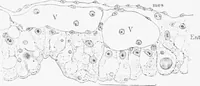 An illustration from Stöhr's histology, arranged upon an embryological basis (1906)