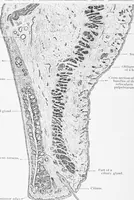 An illustration from Stöhr's histology, arranged upon an embryological basis (1906)