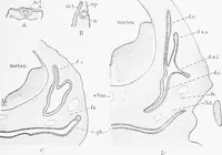 Picture 263 of 277 from Stöhr's histology, arranged upon an embryological basis (1906), leaf 394
