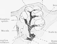 An illustration from Stöhr's histology, arranged upon an embryological basis (1906)