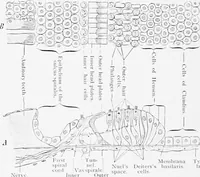 Picture 270 of 277 from Stöhr's histology, arranged upon an embryological basis (1906), leaf 403