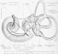 Picture 271 of 277 from Stöhr's histology, arranged upon an embryological basis (1906), leaf 405