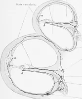 An illustration from Stöhr's histology, arranged upon an embryological basis (1906)