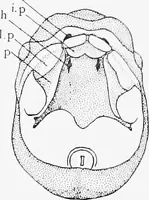 An illustration from Stöhr's histology, arranged upon an embryological basis (1906)