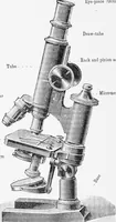 An illustration from Stöhr's histology, arranged upon an embryological basis (1906)