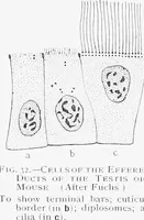 Picture 18 of 277 from Stöhr's histology, arranged upon an embryological basis (1906), leaf 46