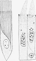 An illustration from Stöhr's histology, arranged upon an embryological basis (1906)