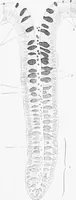 An illustration from Stöhr's histology, arranged upon an embryological basis (1906)