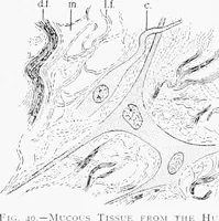 An illustration from Stöhr's histology, arranged upon an embryological basis (1906)