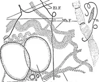 An illustration from Stöhr's histology, arranged upon an embryological basis (1906)