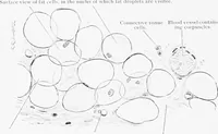 Picture 26 of 277 from Stöhr's histology, arranged upon an embryological basis (1906), leaf 59
