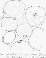 Picture 27 of 277 from Stöhr's histology, arranged upon an embryological basis (1906), leaf 59