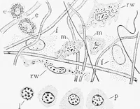 An illustration from Stöhr's histology, arranged upon an embryological basis (1906)