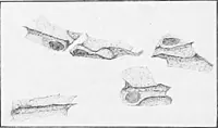 An illustration from Stöhr's histology, arranged upon an embryological basis (1906)