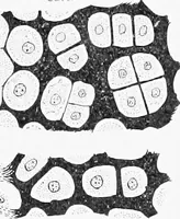 An illustration from Stöhr's histology, arranged upon an embryological basis (1906)