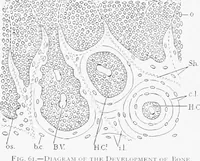 Picture 35 of 277 from Stöhr's histology, arranged upon an embryological basis (1906), leaf 71