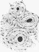 An illustration from Stöhr's histology, arranged upon an embryological basis (1906)