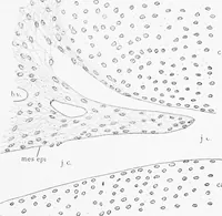 Picture 42 of 277 from Stöhr's histology, arranged upon an embryological basis (1906), leaf 80